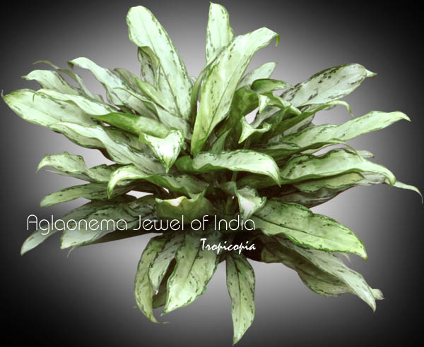 Aglaonema - Aglaonema 'Jewel of India' - Chinese Evergreen
